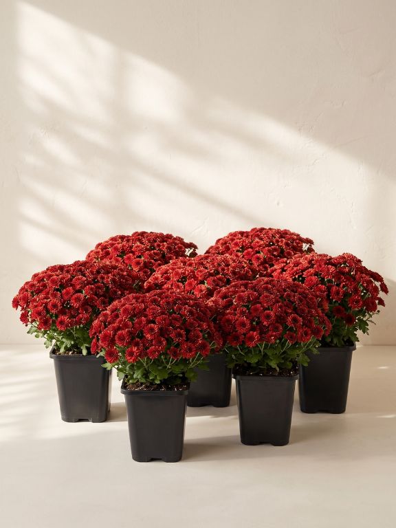 8 PACK 1QT RED MUMS IN GROWER POT